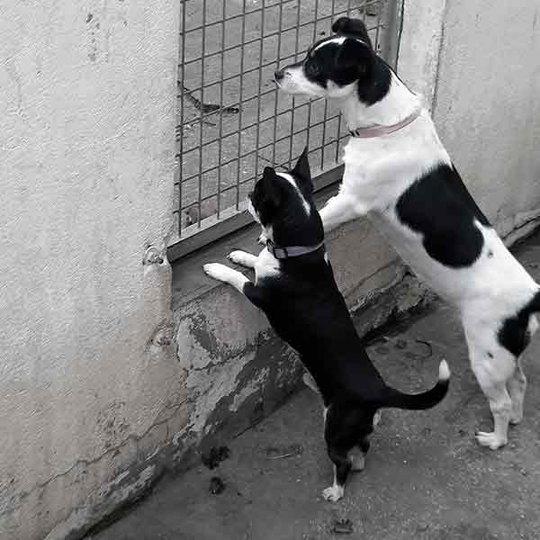 kensi jack russel femelle à adopter au refuge sos animaux 78 au Chesnay Rocquencourt près de Versailles